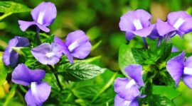 Foto: Kembang Telang